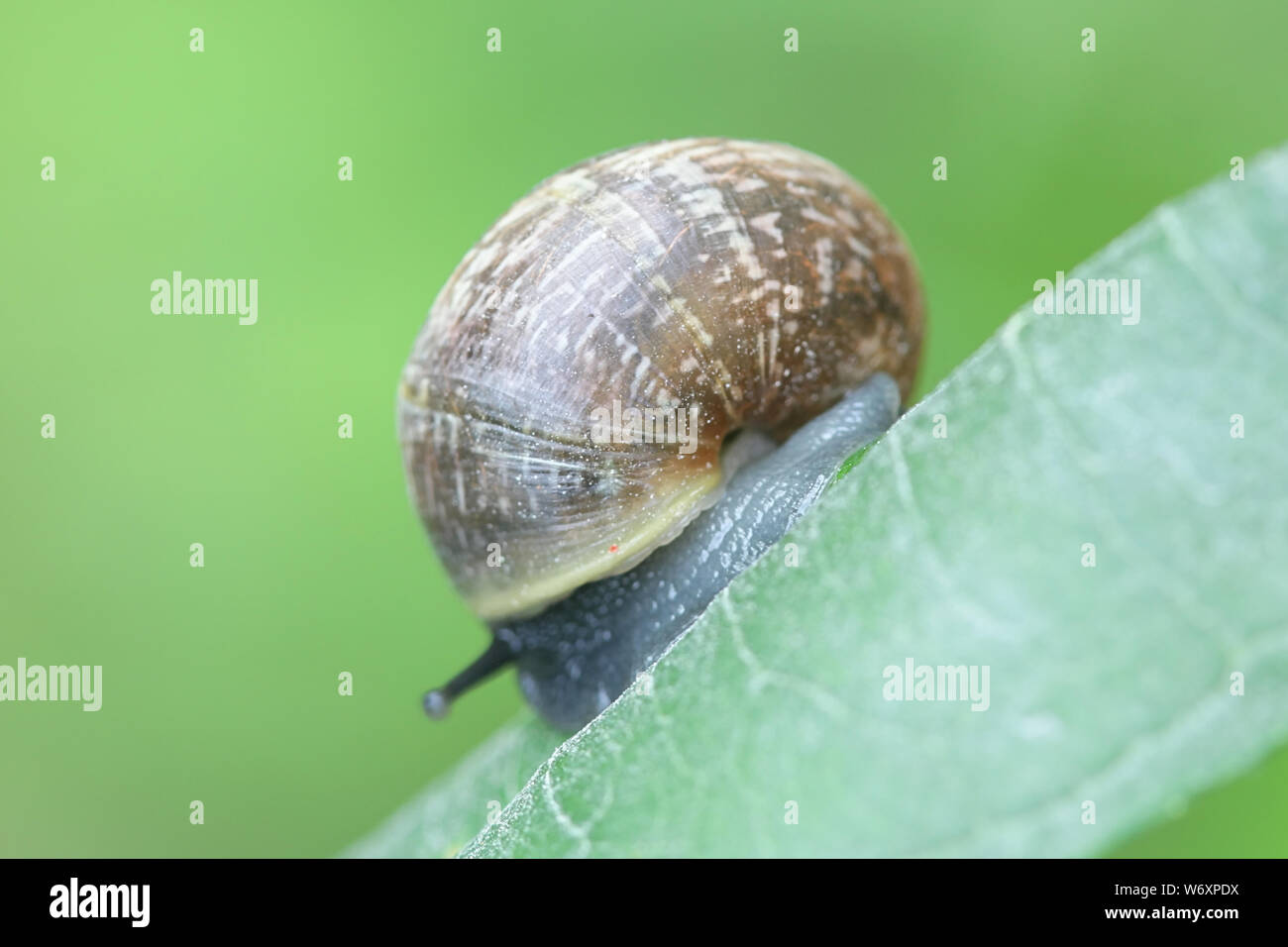 Hermaphrodite species hires stock photography and images Alamy