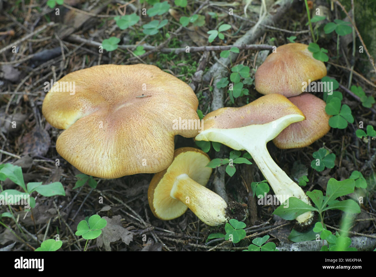 Tricholomopsis rutilans, known as the Plums and Custard mushroom or Red-haired agaric Stock Photo