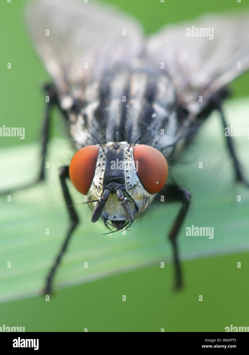 Sarcophagidae hi-res stock photography and images - Alamy
