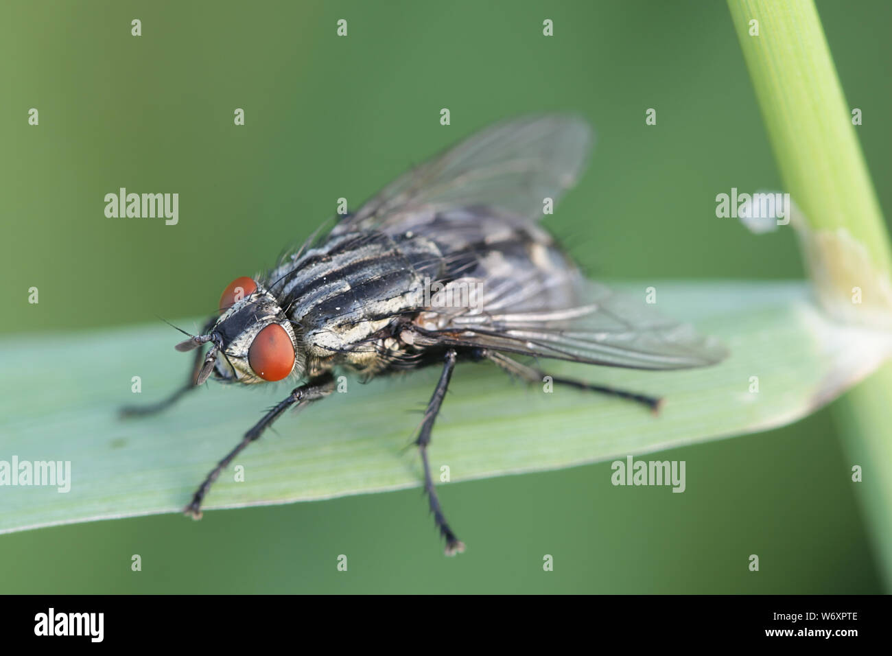 Flesh fly of the family Sarcophagidae Stock Photo