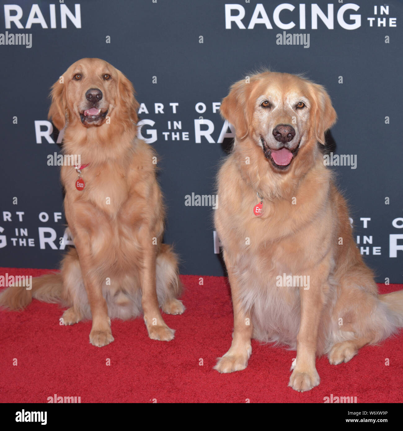 HOLLYWOOD, CA - AUGUST 01: (L-R) Enzo (young) and Enzo (old) arrive for the Premiere Of 20th Century Fox's "The Art Of Racing In The Rain" held at El Stock Photo
