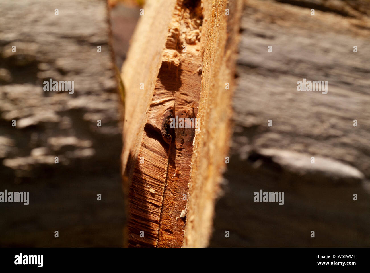 THE WOODSMAN Tree bark is cut clean clean though to its center core by