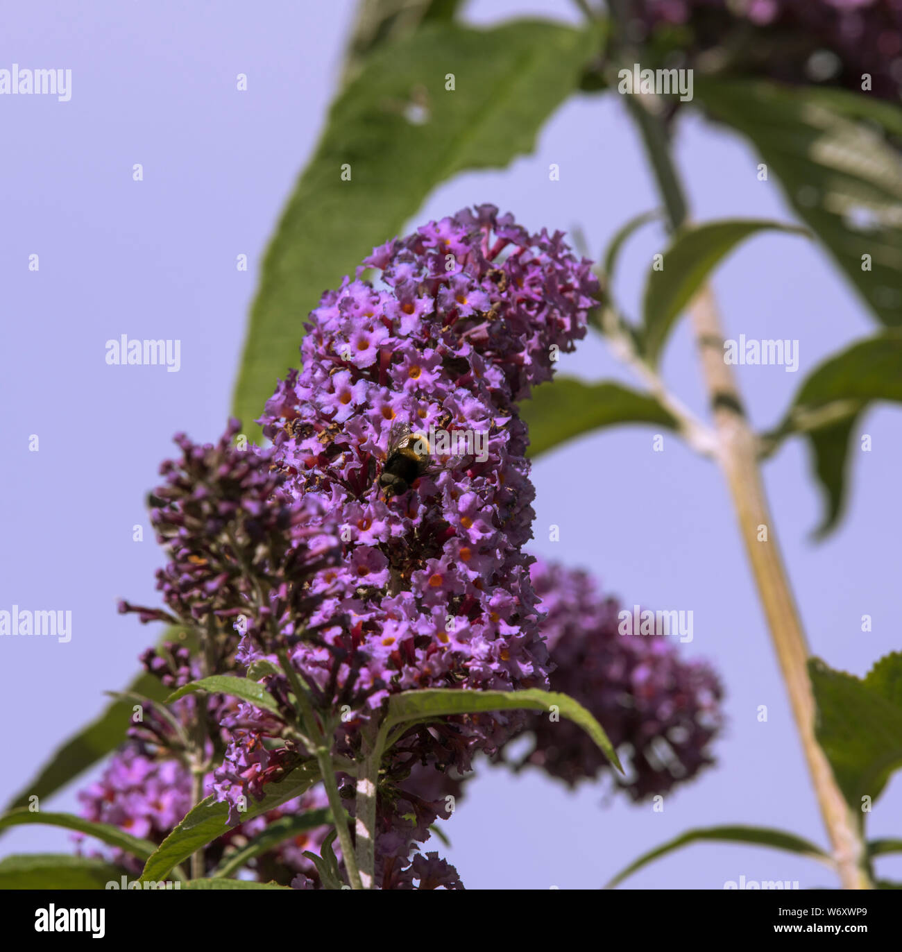 The buddleia flowering shrub is a for all pollinators during the