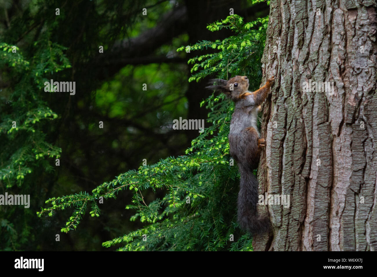 Red Squirrel, Isle of Arran, Scotland. Stock Photo