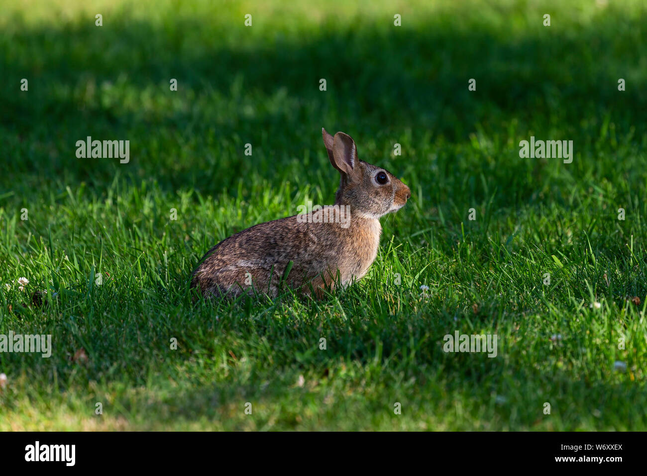 Most common rabbit of north america hires stock photography and images