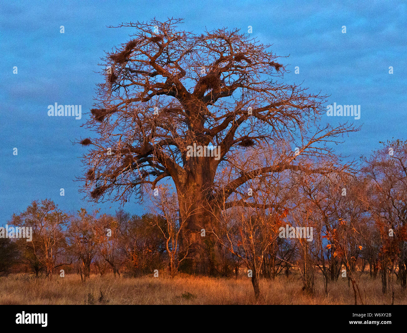 National Flower Of Tanzania High Resolution Stock Photography and