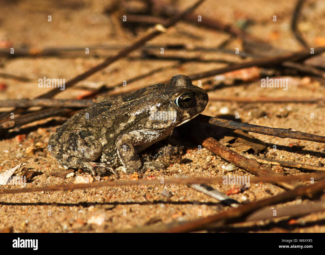 A small stocky amphibian with wart-like elevations, Knocking Sand Frog is found in temporary rain pools, pans and velis in savanna grasslands. Stock Photo