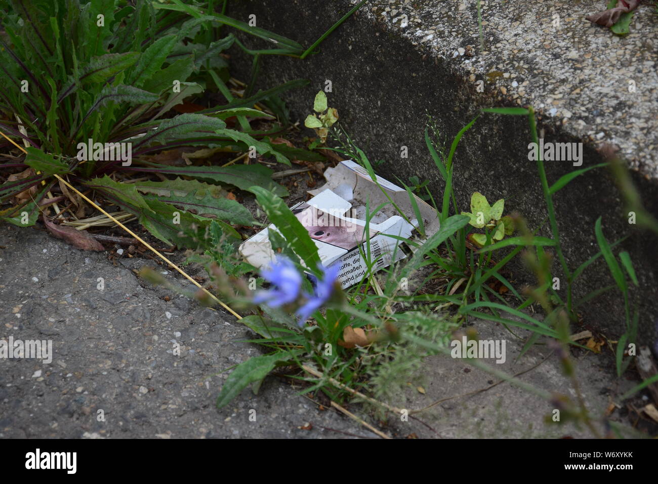 An empty cigarette pack lying on the roadside, carelessly discarded. Some weeds around. Stock Photo