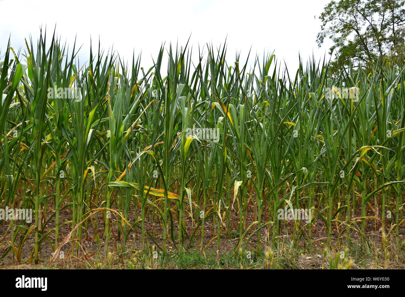 A cornfield. The plants are rolling their leaves up due to a long period without rain. Stock Photo