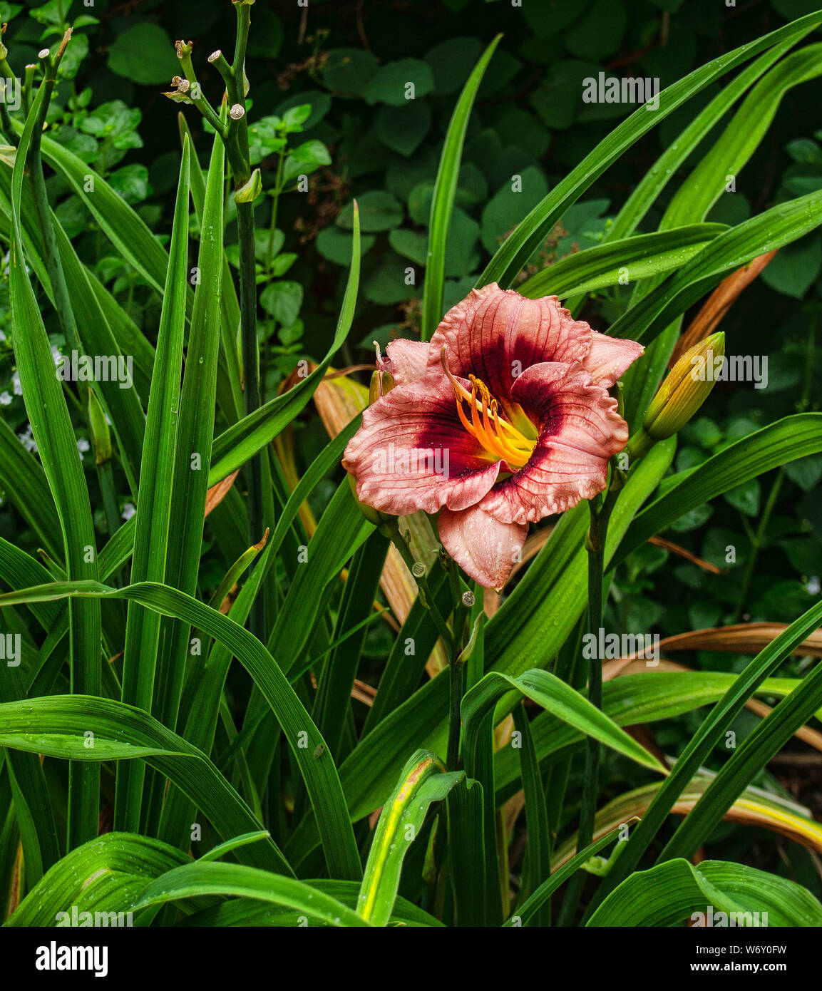 Blooming Cherry Carnival Lily amoungst green leaves Stock Photo