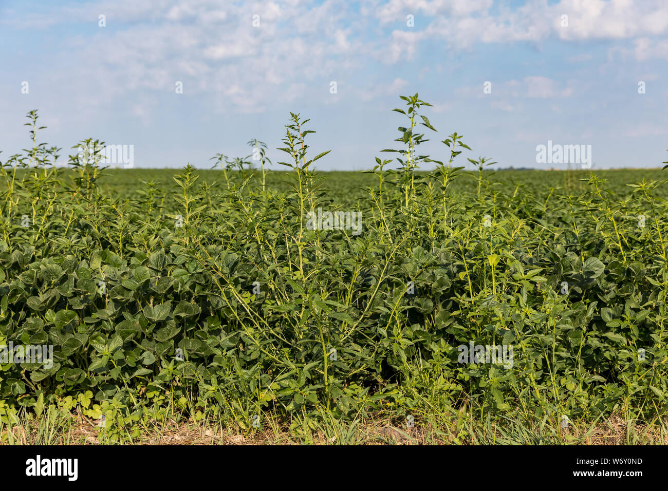 Waterhemp weeds, possibly herbicide resistant, growing tall above the canopy of a soybean farm field Stock Photo