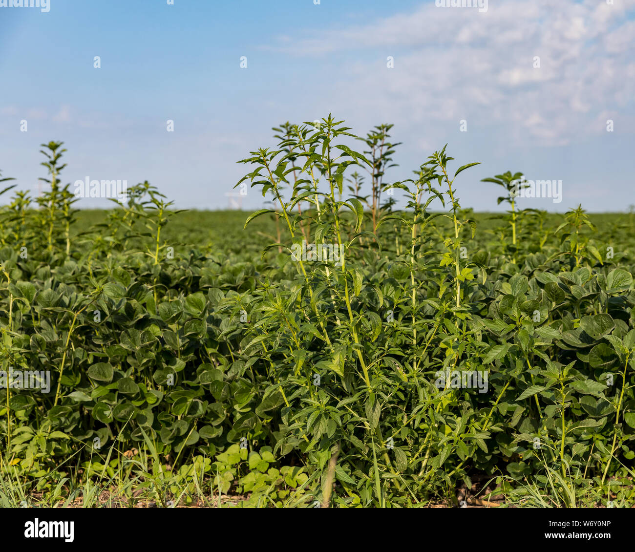 Waterhemp weeds, possibly herbicide resistant, growing tall above the canopy of a soybean farm field Stock Photo