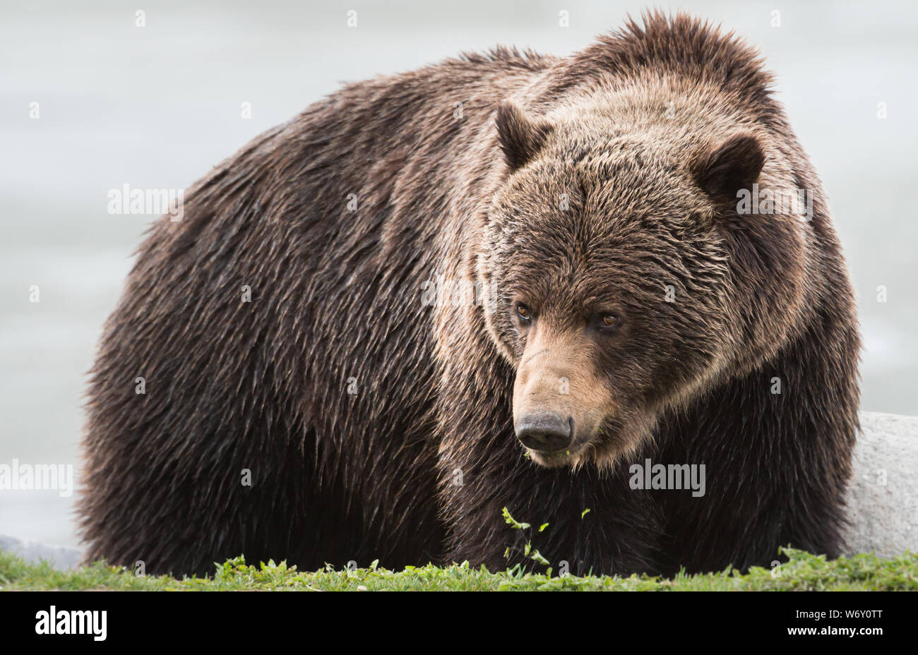Grizzly Bear In The Wildrocky Mountains Canada Stock Photo Alamy grizzly-bear-in-the-wildrocky-mountains-canada-stock-photo-alamy