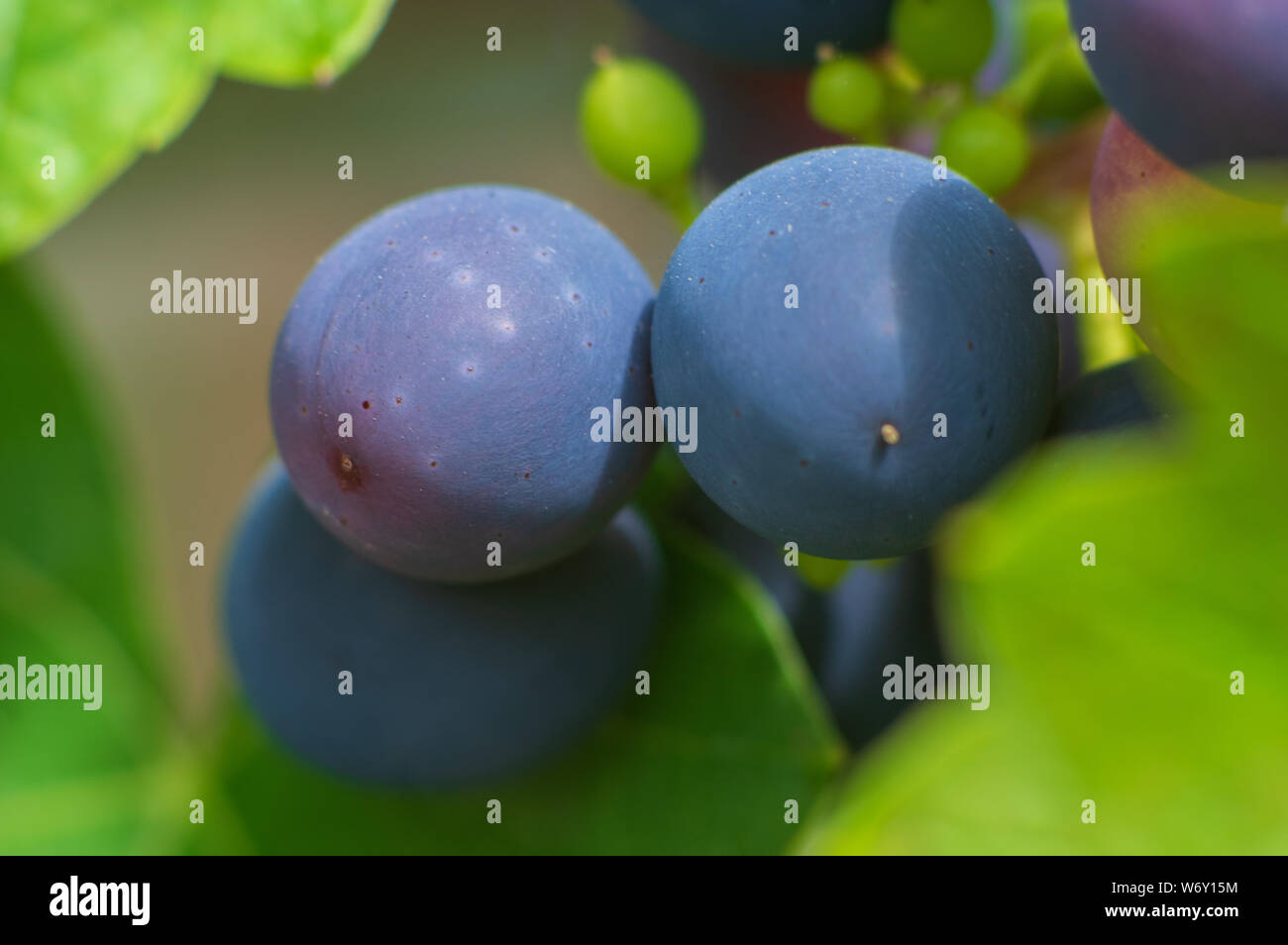 macro of berries of grape-vine growing in a garden, vine (Vitis vinifera 'Mitschurinski', Vitis vinifera Mitschurinski), cultivar Mitschurinski Stock Photo