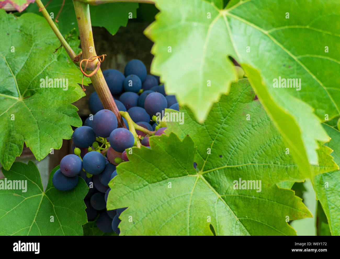close-up berries and leaves of grape-vine growing in a garden, vine (Vitis vinifera 'Mitschurinski') Stock Photo
