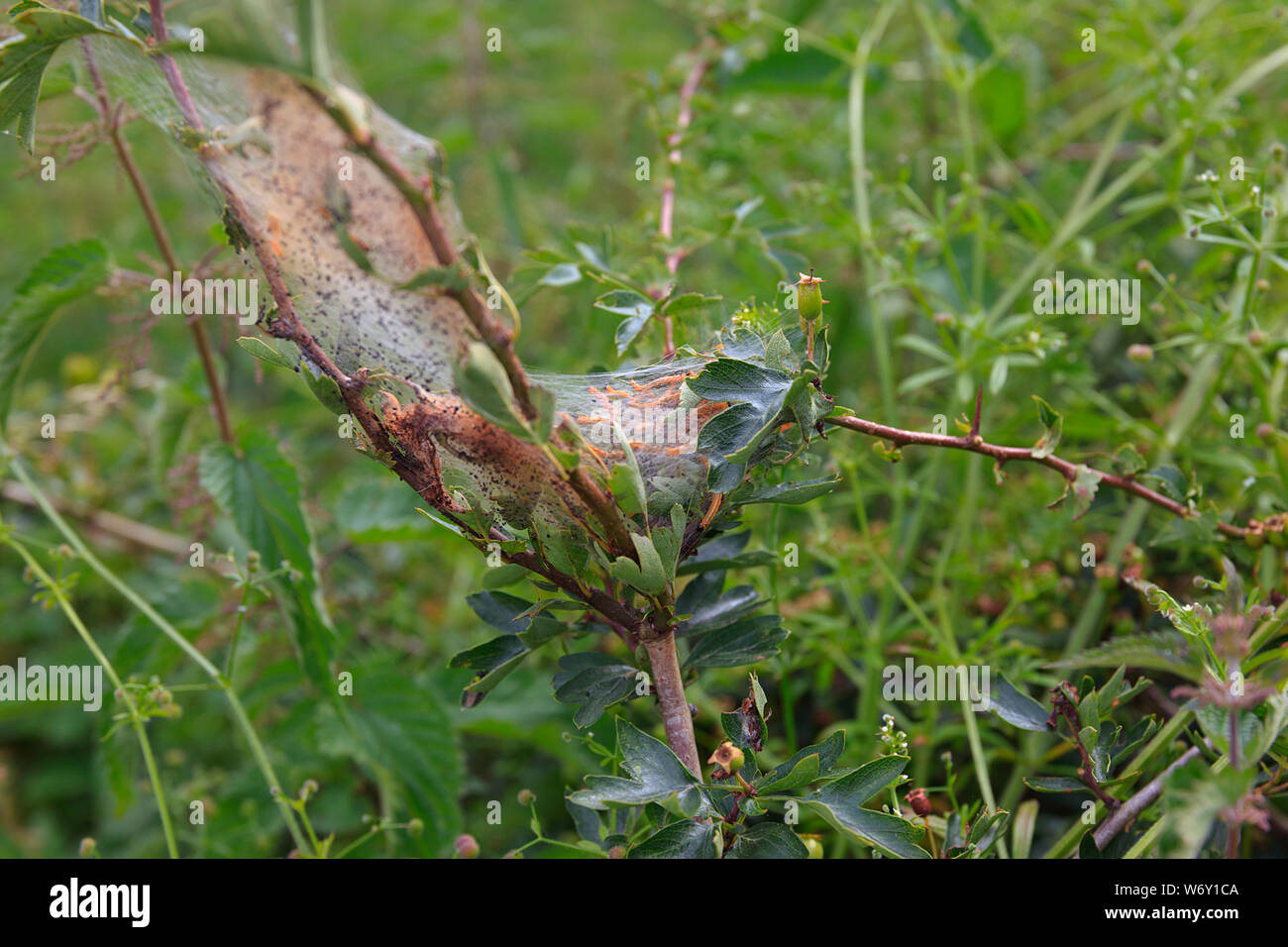 Caterpillar nest hi-res stock photography and images - Alamy