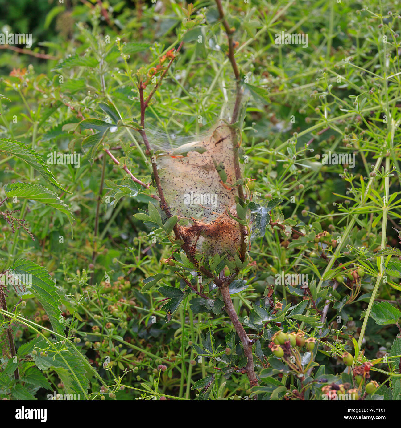Caterpillar Nest in hedgerow Stock Photo