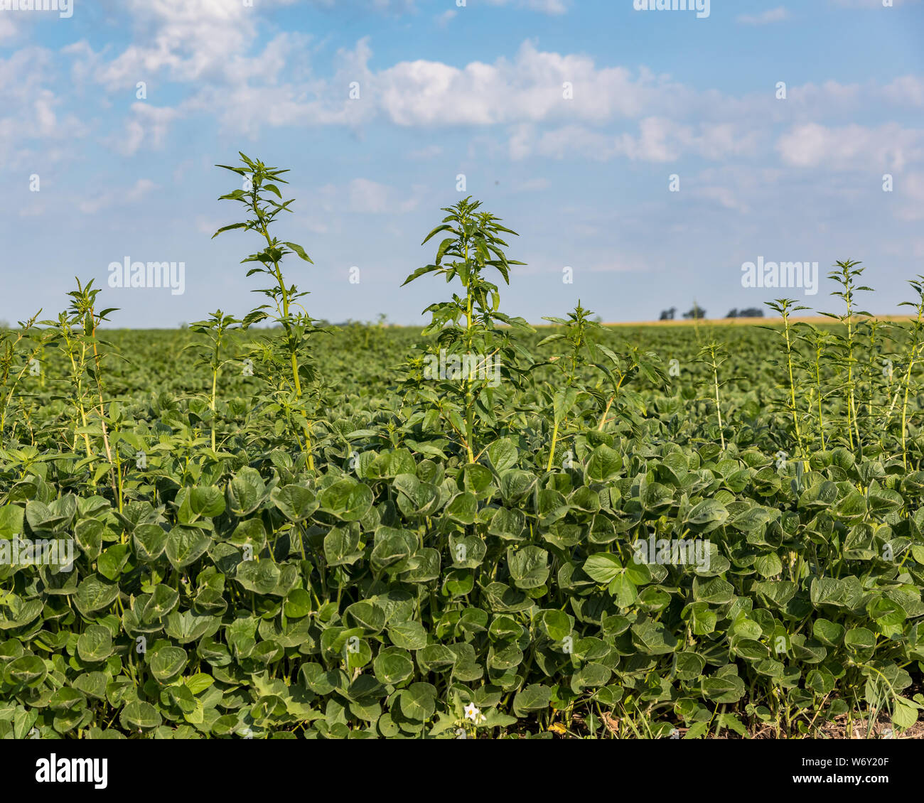 Weedy Field High Resolution Stock Photography and Images - Alamy