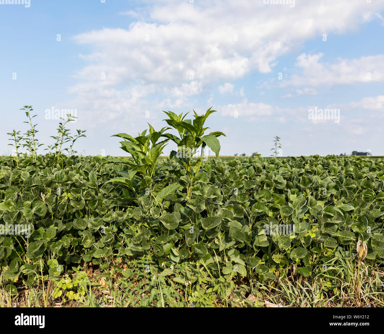 tall weeds growing above the canopy of soybean farm field in summer Stock Photo