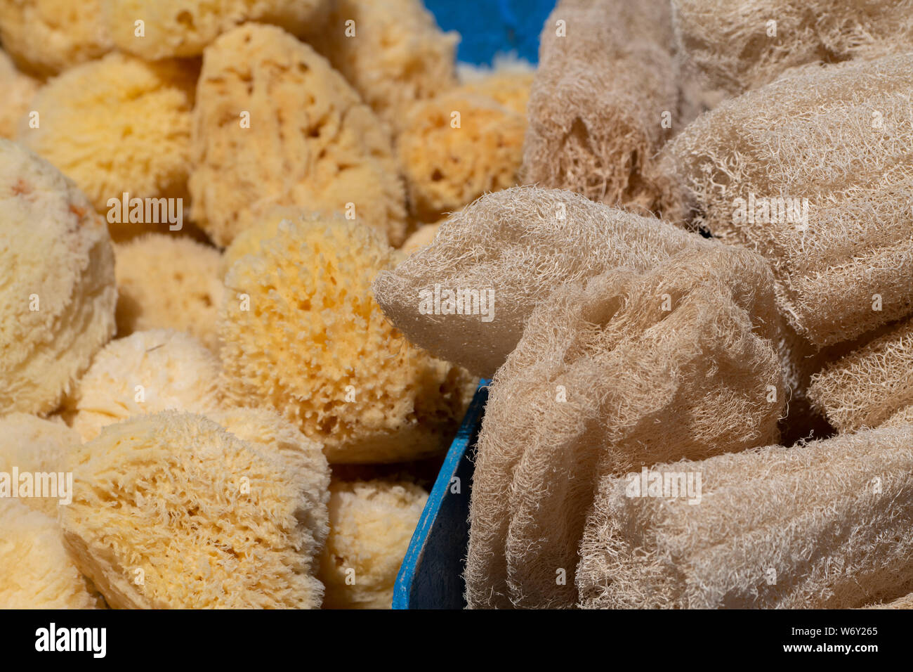 Greek Sea Sponge Stock Photos and Pictures - 692 Images