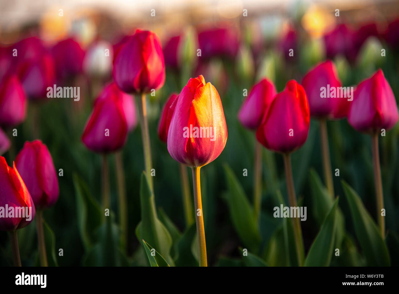 Tulip Beauty in the Sun Set at overland park KS Stock Photo