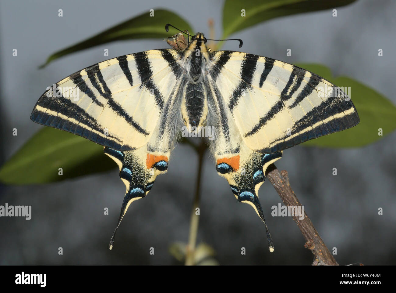 Iphiclides podalirius, Scarce swallowtail, Segelfalter Stock Photo