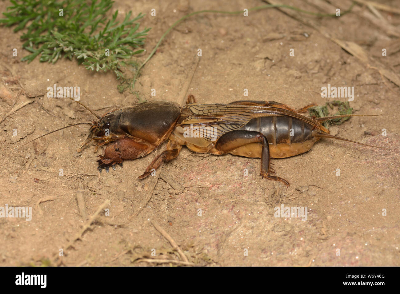 Gryllotalpa gryllotalpa, European mole cricket, Europäische Maulwurfsgrille Stock Photo