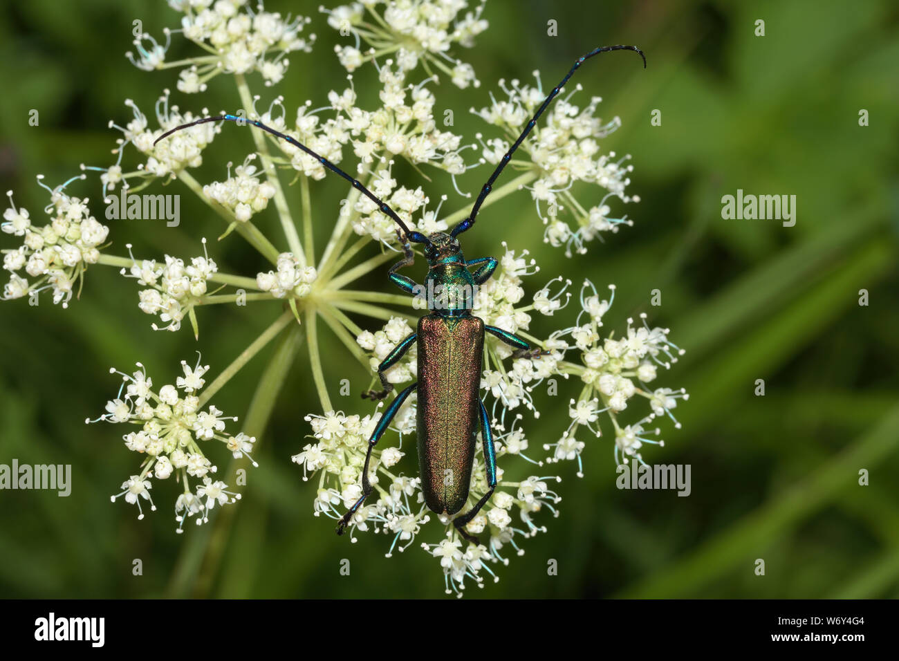 Aromia moschata, Musk beetle, Moschusbock Stock Photo