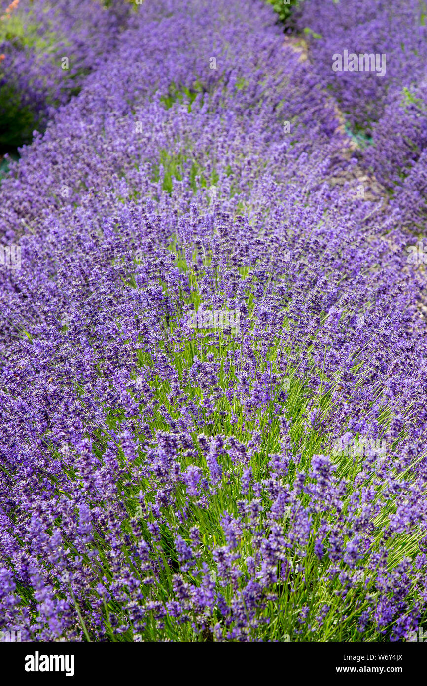 Lavender flowering on a British lavender farm Stock Photo