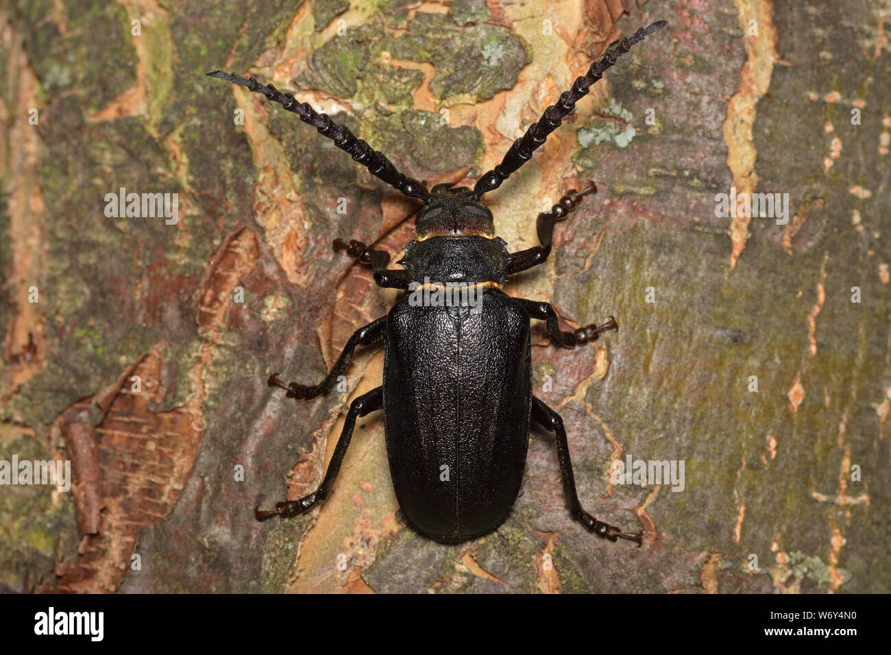 Prionus coriarius, Tanner longhorn beetle, Sägebock Stock Photo