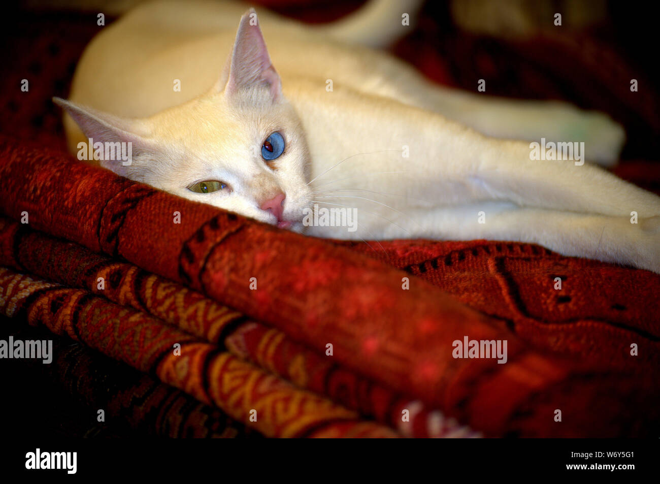 White Armenian Breed Van Cat with two different natural eye colors (heterochromia iridis) poses while laying on a handmade carpet in Ephesus, Turkey. Stock Photo