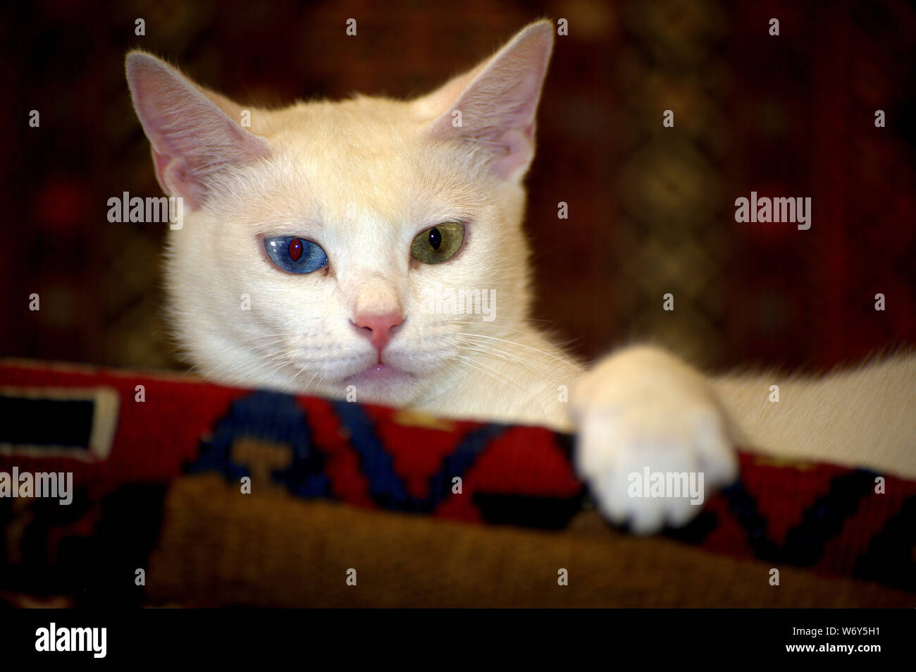 White Armenian Breed Van Cat with two different natural eye colors (heterochromia iridis) poses while laying on a handmade carpet in Ephesus, Turkey. Stock Photo