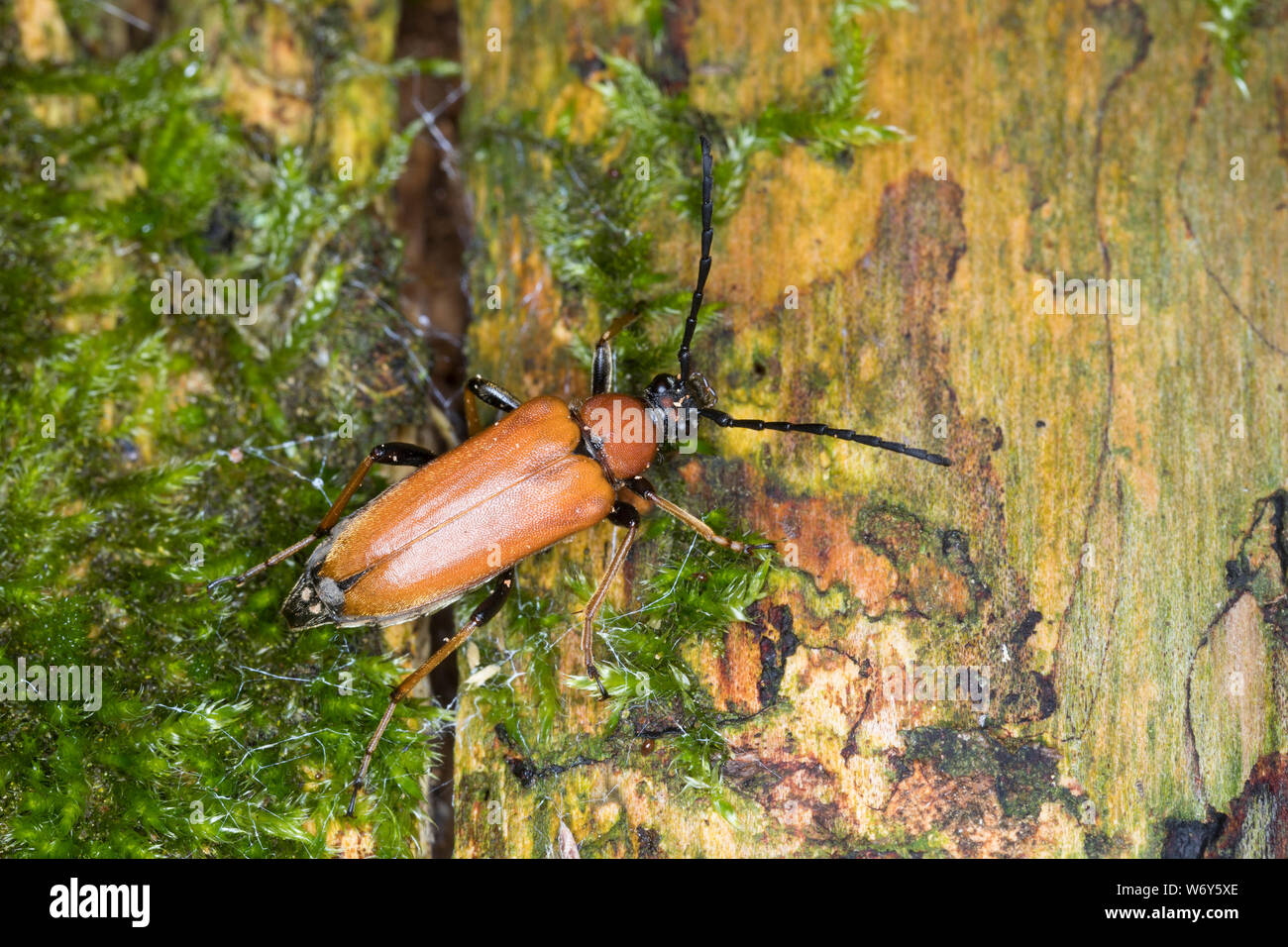 Rothalsbock, Rot-Halsbock, Roter Halsbock, Gemeiner Bockkäfer, Weibchen, Corymbia rubra, Stictoleptura rubra, Leptura rubra, Aredolpona rubra, Red Lon Stock Photo