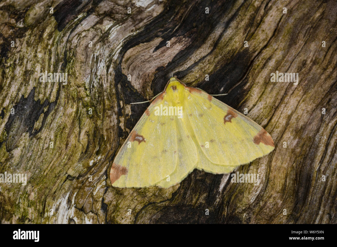 Gelbspanner, Gelb-Spanner, Weißdornspanner, Weißdorn-Spanner, Zitronenspanner, Zitronen-Spanner, Opisthograptis luteolata, brimstone moth, La Citronne Stock Photo