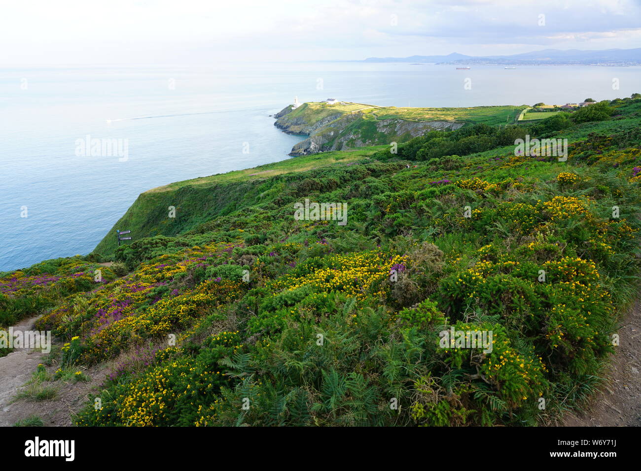 View of green heather fields, the Baily Lighthouse and the Irish Sea ...