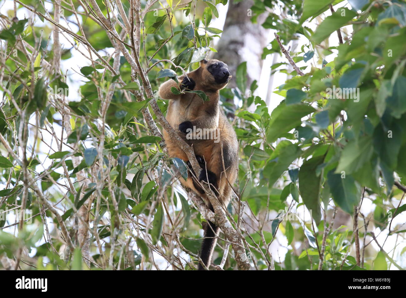 Lumholtz's tree-kangaroo (Dendrolagus lumholtzi) rests high in a tree ...