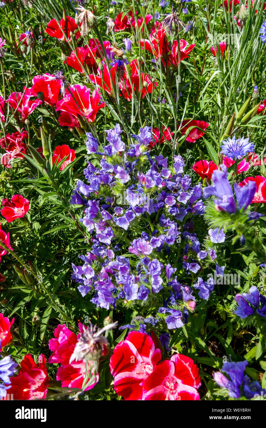 Red Blue Flowers In Summer Garden Colorful Flower Bed Godetia Clarkia Echium Stock Photo Alamy