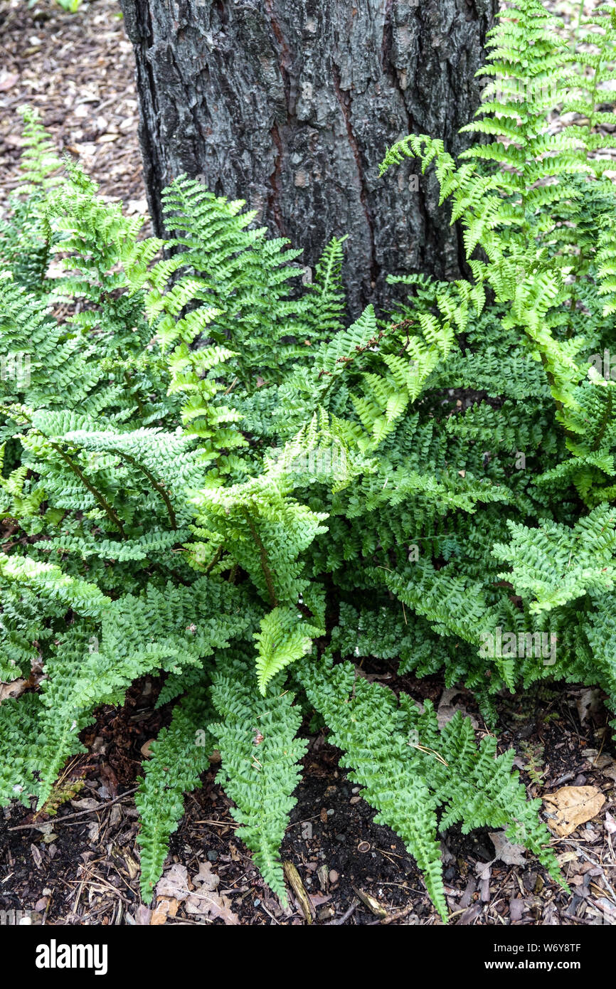 Crested Male Fern leaves, Dryopteris affinis "Cristata Augustata" Stock Photo