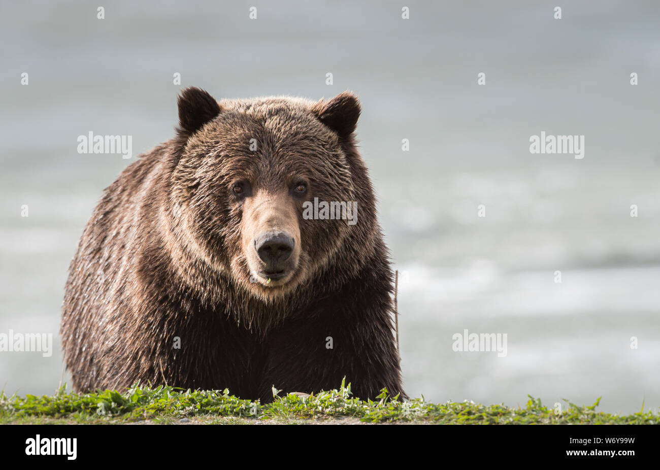 Grizzly Bear In The Wildrocky Mountains Canada Stock Photo Alamy grizzly-bear-in-the-wildrocky-mountains-canada-stock-photo-alamy