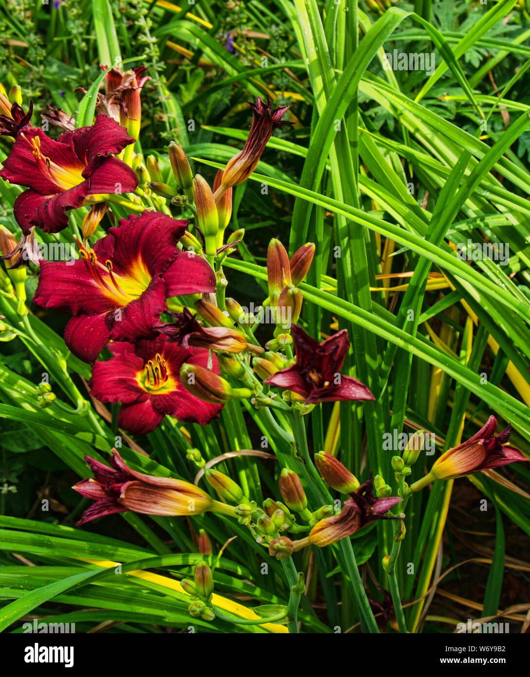 Black Friar Lilies on a beautiful summer day Stock Photo