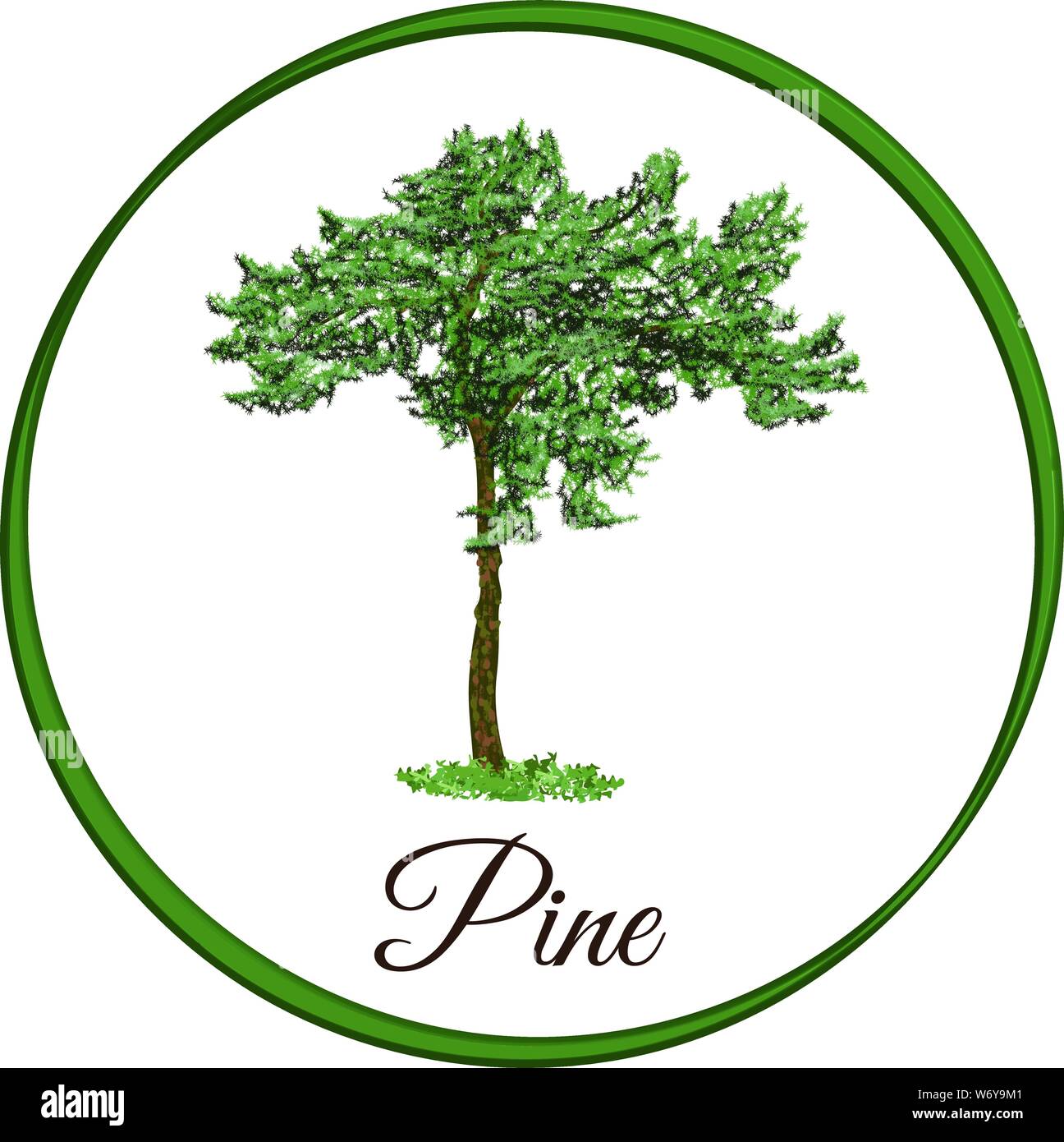 pine tree as vector drawn conifer evergreen Stock Vector