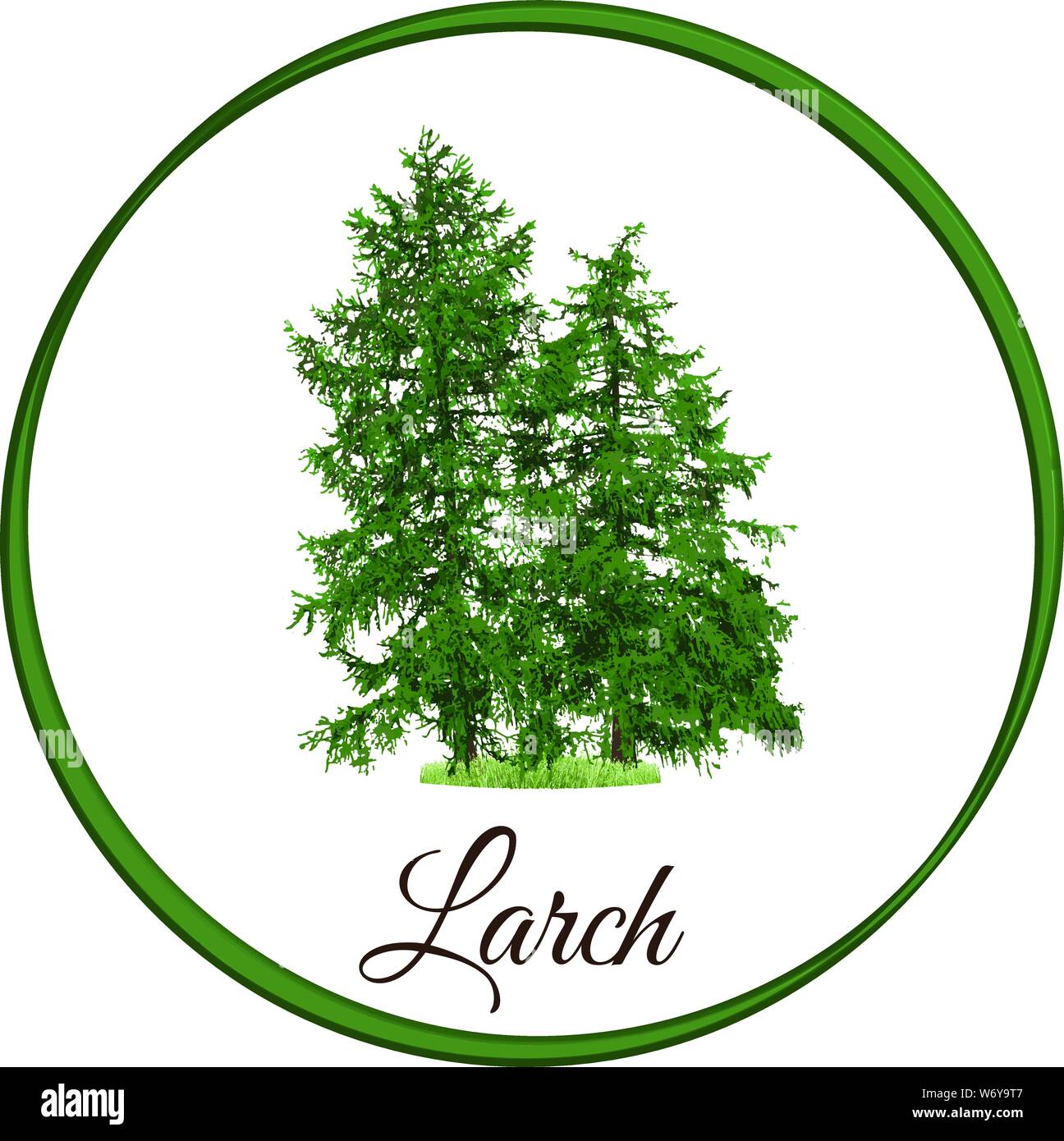 larch tree as vector drawn conifer evergreen Stock Vector