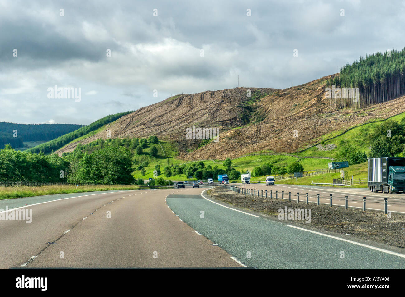 Clear felling of coniferous woodland next to the A74M in South Lanarkshire between J15 & J14  heading north. Near Moffat Stock Photo