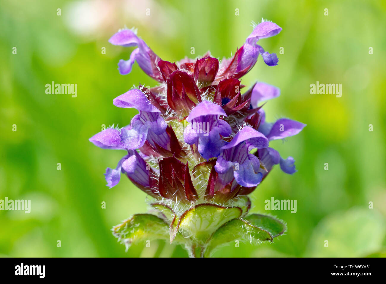 Selfheal (prunella vulgaris), close up of a solitary flower head with low depth of field. Stock Photo