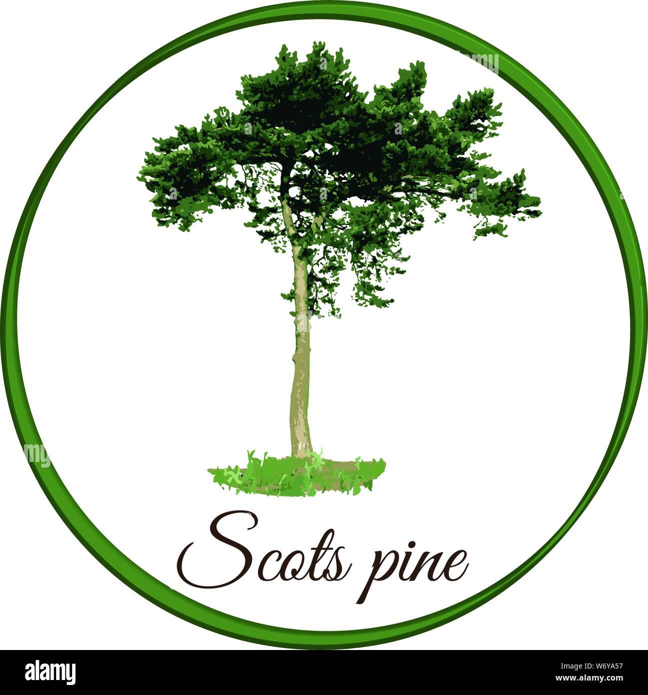Scots pine tree as vector drawn conifer evergreen Stock Vector