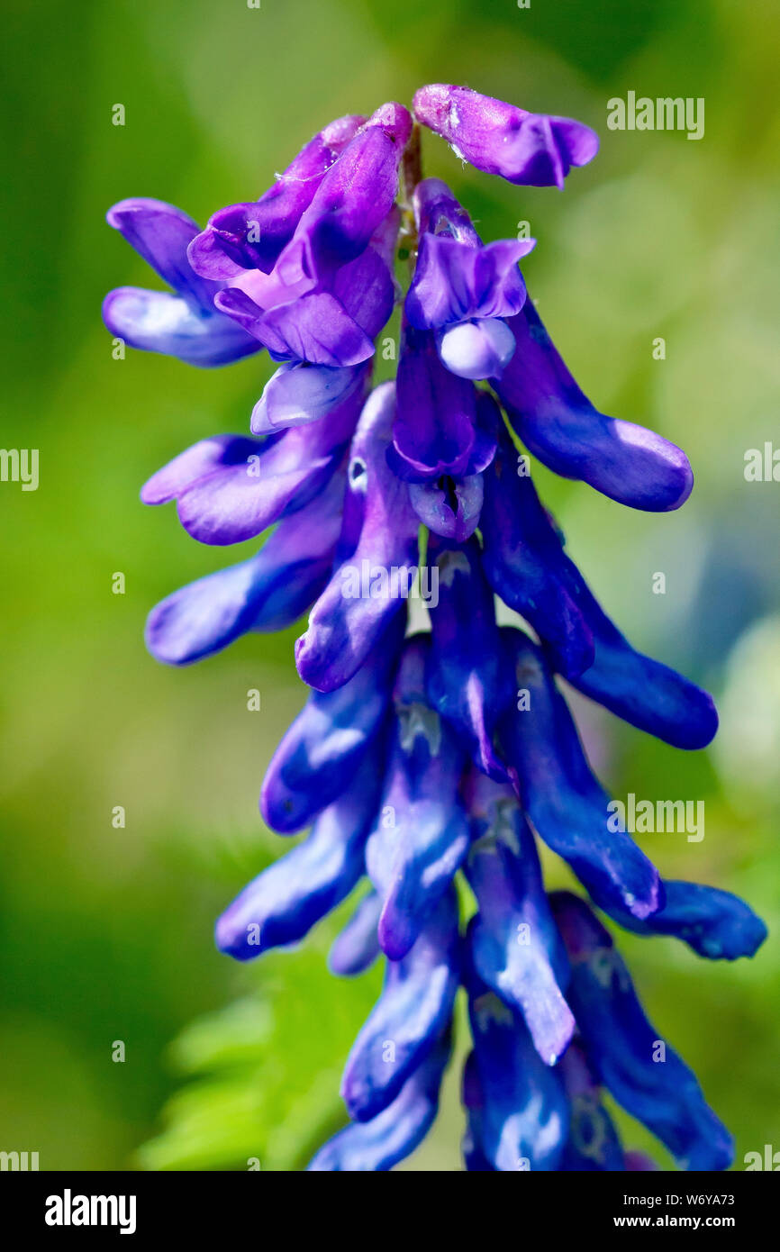Tufted Vetch (vicia cracca), close up of a single flower head almost fully flowered. Stock Photo