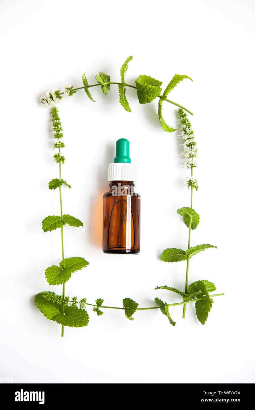 concept of health. Herbal medicine with green mint branches on a white background in a frame of plants,top view. Stock Photo