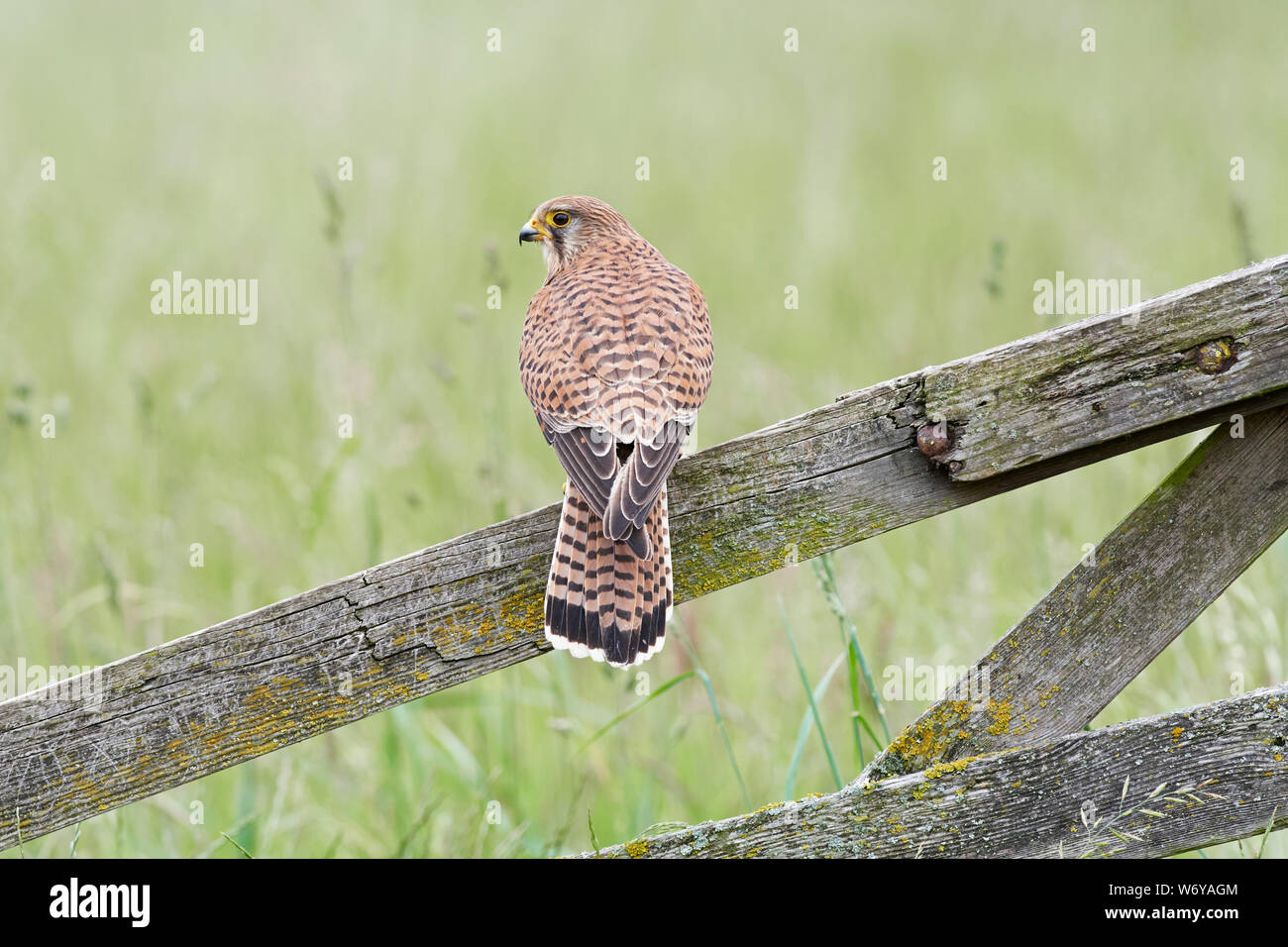 Kestrel (Falco tinnunculus) UK Stock Photo