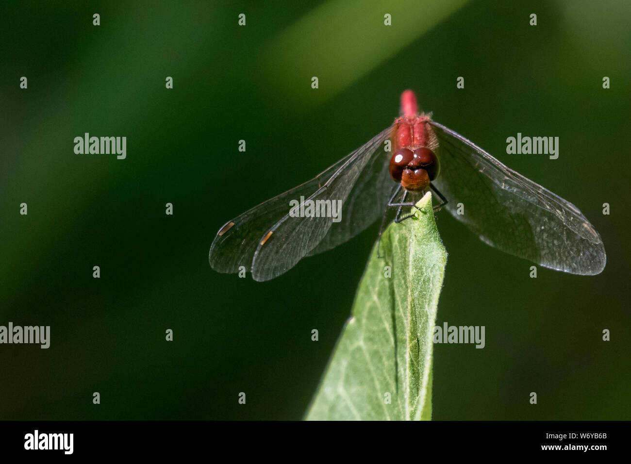 Ruby Meadowhawk Stock Photo