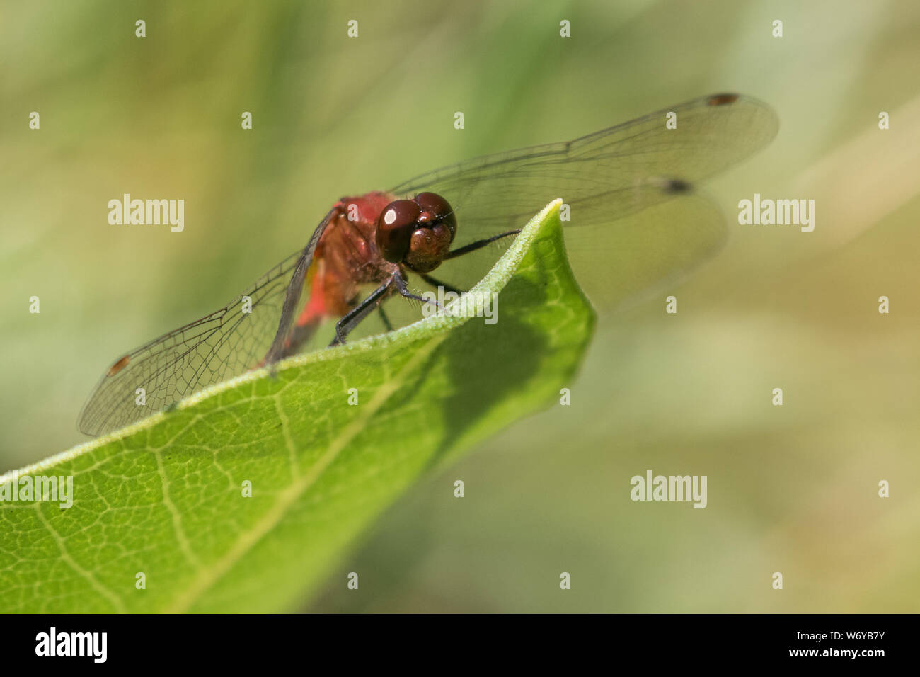 Ruby Meadowhawk Stock Photo